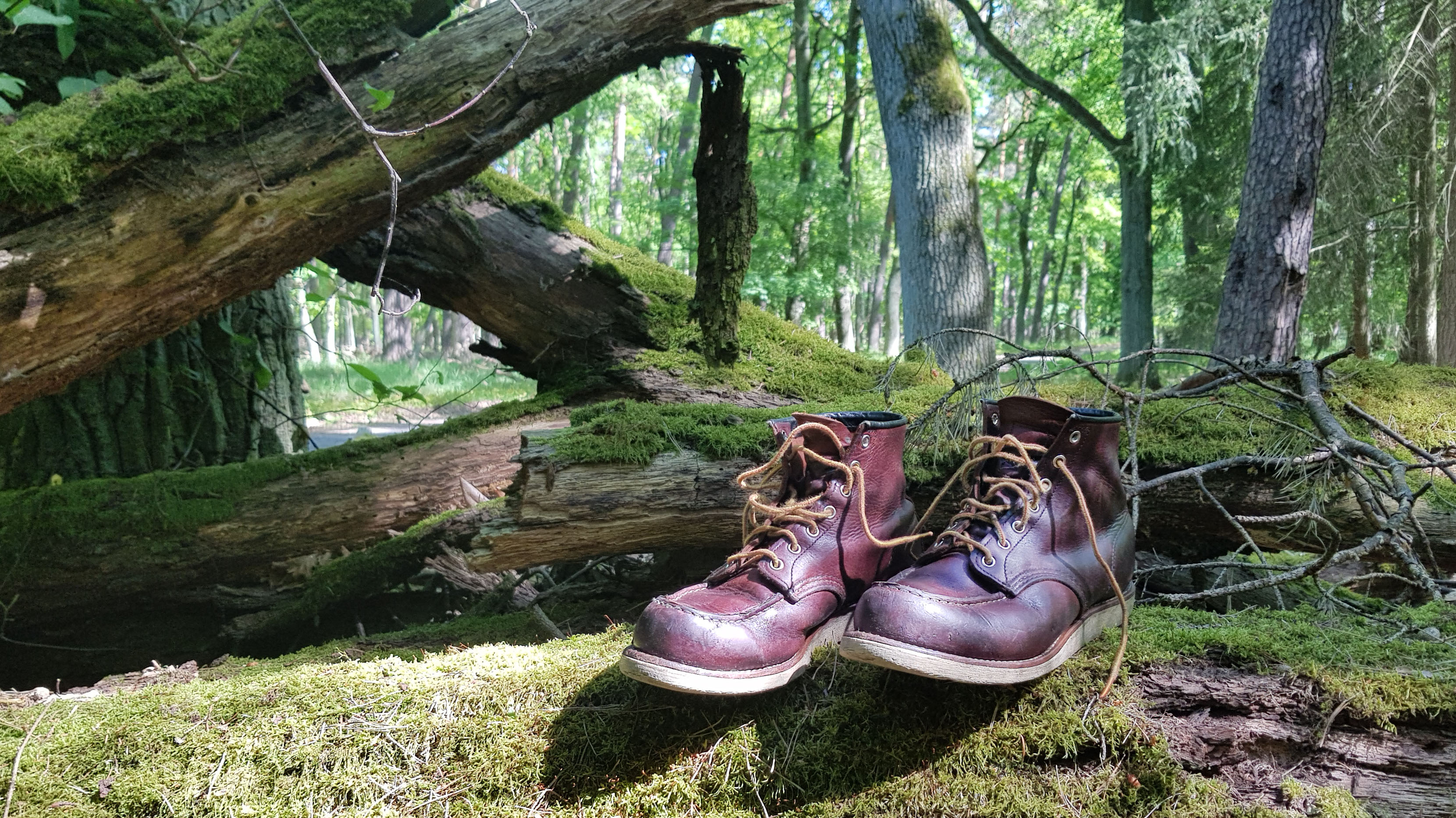 Boots von Red Wing Shoes in natürlicher Waldumgebung – erhältlich bei Retronia Berlin